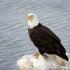 American Bald Eagle Bracelet