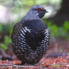 Spruce Grouse Bracelet