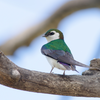 Violet-Green Swallow Bracelet