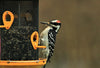 Hairy Woodpecker Bracelet